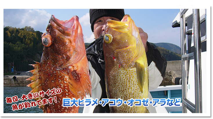 毎日大きいサイズの魚が釣れてます！巨大ヒラメ・アコウ・オコゼ・アラなど