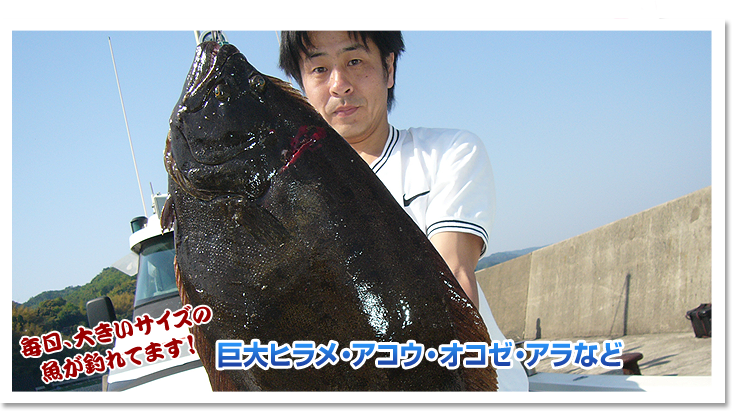 毎日大きいサイズの魚が釣れてます！巨大ヒラメ・アコウ・オコゼ・アラなど