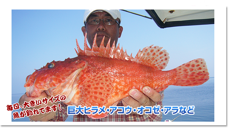 毎日大きいサイズの魚が釣れてます！巨大ヒラメ・アコウ・オコゼ・アラなど