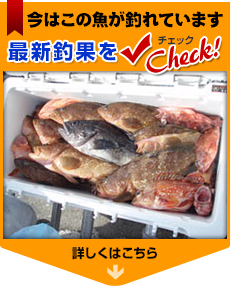 最新釣果をチェック