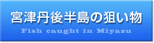 宮津丹後半島の狙い物