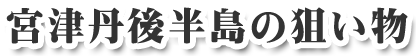 宮津丹後半島の狙い物